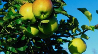 Яблоки и их польза в похудении