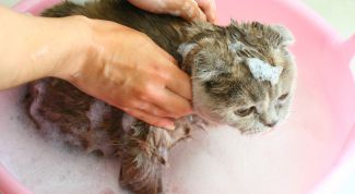 Гигиена домашних питомцев: мытье кошки