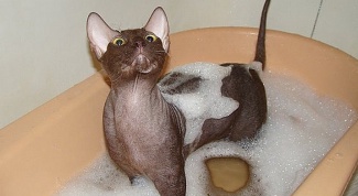 Как помыть кошку в ванне