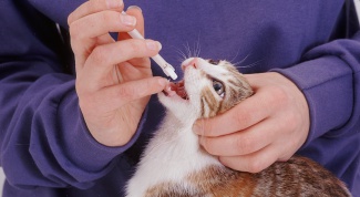 Как давать лекарства кошкам и котам