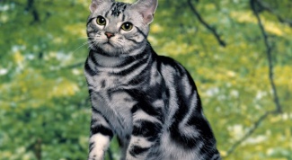 Породы кошек: азиатская табби