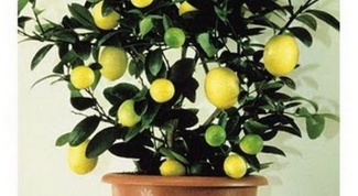 Домашний лимон - уход