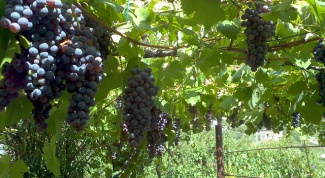 Основные правила выращивания винограда