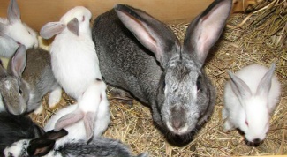 Уход за кроликами, болезни неинфекционного характера и их лечение