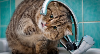 If the cat doesn't drink water
