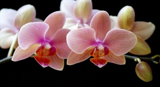 Орхидея, цвети!