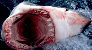 Какие есть фильмы про акул