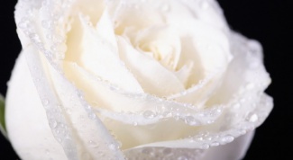 What is the meaning of white roses