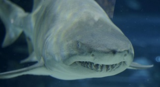 Какая самая опасная акула для человека