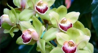 What to do if your Orchid leaves turn yellow
