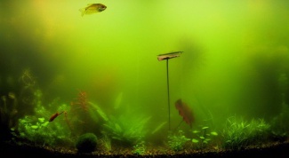Почему мутнеет вода в аквариуме