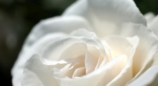 Какое значение у белой розы