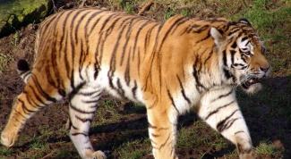 Сколько видов тигров существует