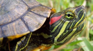 Правильное содержание красноухой черепахи