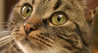How to treat ringworm in cats