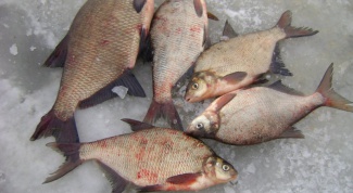 How to prepare the bait for the bream