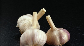 How to grow garlic at home