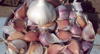 When to plant garlic for the winter