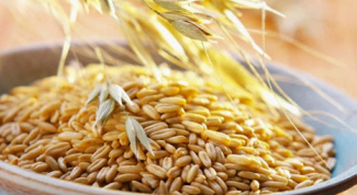 How useful infusion of oats and how to drink it