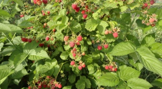 When to plant raspberry bushes, and currants