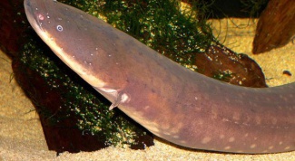 Generate electricity like electric eels