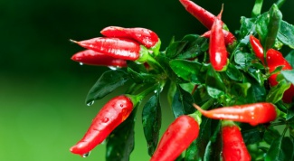How to use tincture of Cayenne pepper for hair growth