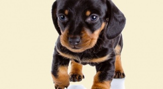 How much is the puppy Dachshund 