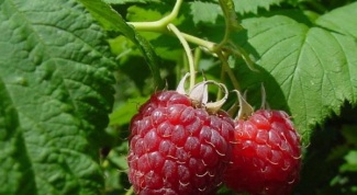 How to care for everbearing raspberries