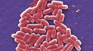 How to treat E. coli in the home