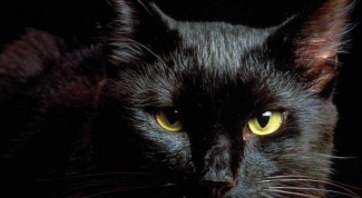 Почему считают, что черные кошки приносят несчастье
