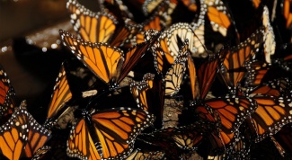Чем знаменита бабочка монарх