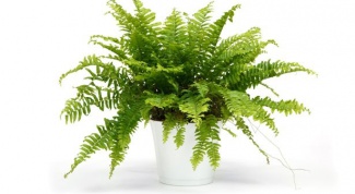 Is it possible to grow the fern house