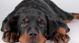 Как лечить пироплазмоз у собак 