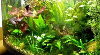 Почему не растут растения в акваиуме