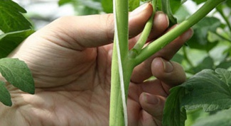 How to pinch back the shoots on cucumbers and tomatoes