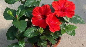 Why hibiscus (China rose) not to keep the house