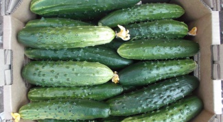 Proper storage of fresh cucumbers