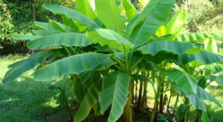 Как вырастить банан на дачном участке