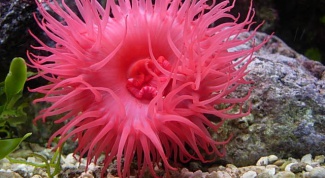 Какие есть хищные морские растения 