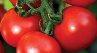 Features varieties of tomato 