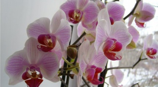 Как лучше всего сохранить орхидею в горшке