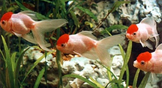 Особенности рыбки "красная шапочка"