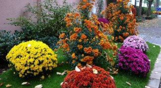 Как выращивать шаровидные хризантемы