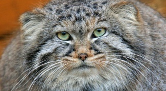 How to keep Pallas ' cat at home 
