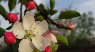 When blooming Apple trees 