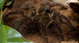 Какой самый большой паук в мире