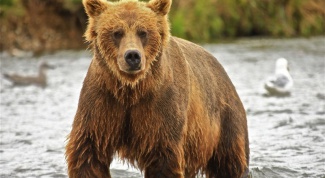 Какой медведь самый большой в мире