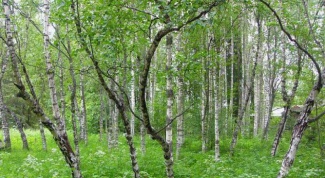 По каким признакам можно отличить карельскую березу