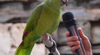 Как научить попугая разговаривать легко