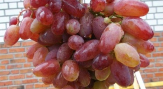 Сорт винограда Юлиан